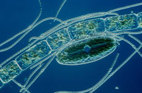 Cyanobacteria